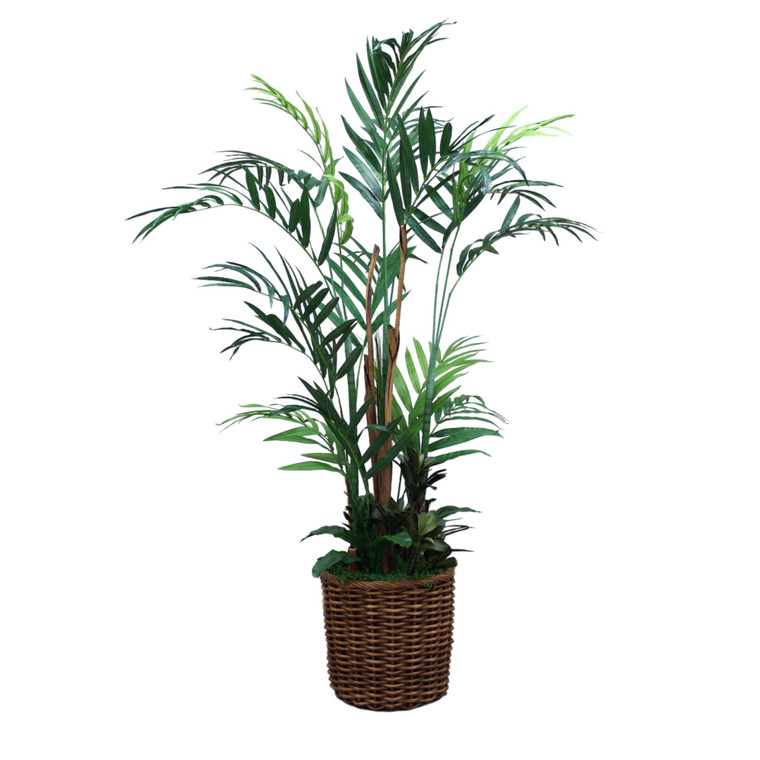 8' Kentia Palm with Ground Cover in a Basket