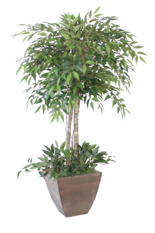 4' Ruscus Tree in Square Metal Contempo Planter
