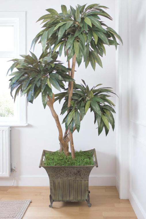 5ft. Layered Mango Tree