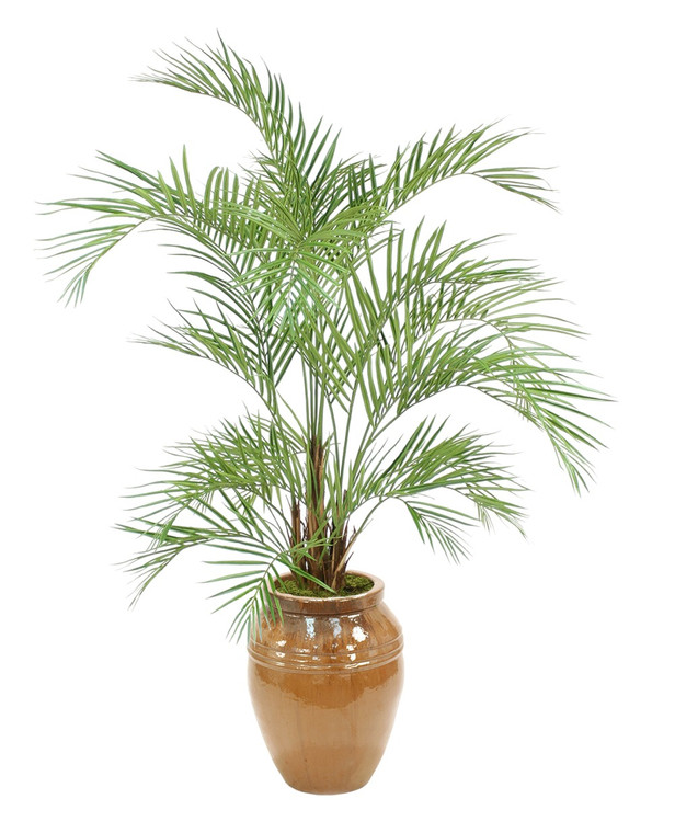 6.5' Areca Palm Tree in a Glazed Mocha Egg Pot