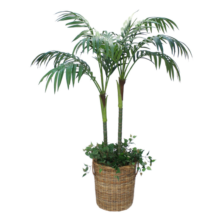7' Kentia Palm with Ground Cover in Round Core Arrorog Rattan Basket with Handles