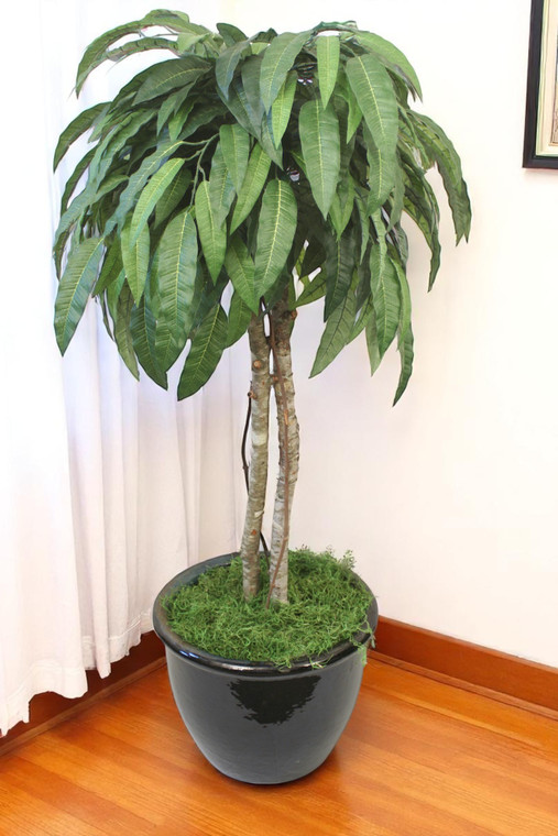 4' Mango Tree In Black Glazed Pot