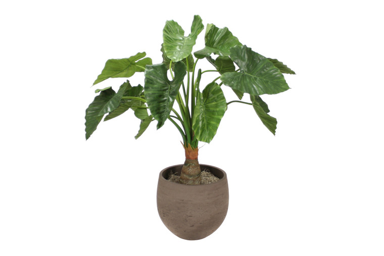 Alocasia Calidora Tree in Chocolate Orb Planter