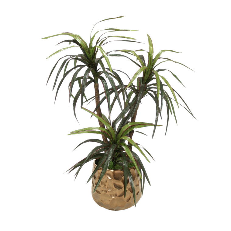 Yucca Tree in Gold Container