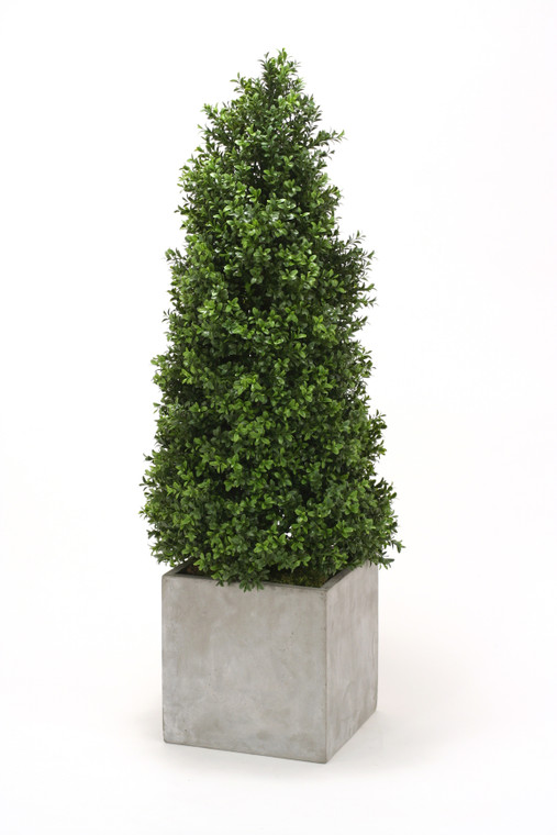 Boxwood Cone Topiary in Large Square Concrete Planter