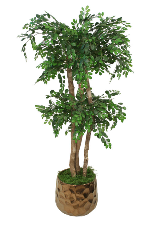 Ficus in Gold Gabbi
