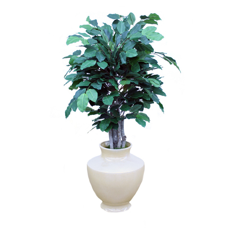 Banyan Tree in Shellish Sand Planter