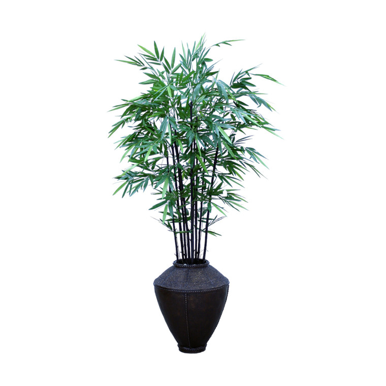 Black Bamboo in King Arthur Planter