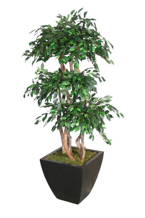 5' Layered Ficus Tree in Square Planter