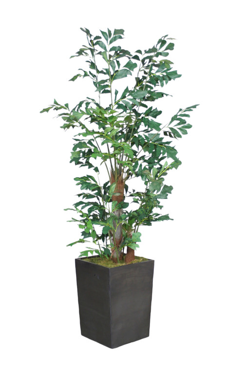 Fishtail Palm Tree in Square Metal Planter