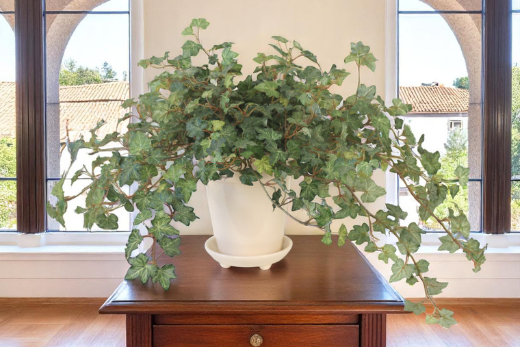 Ivy in White Planter with Saucer