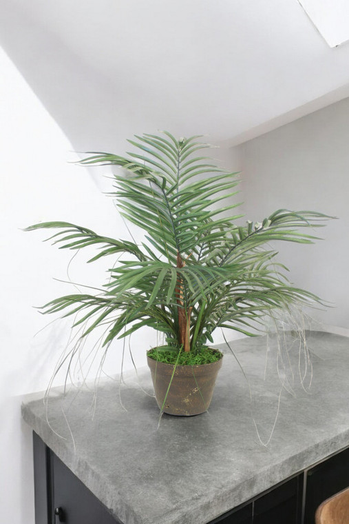 Mini Areca and Grass in Terra Cotta Pot