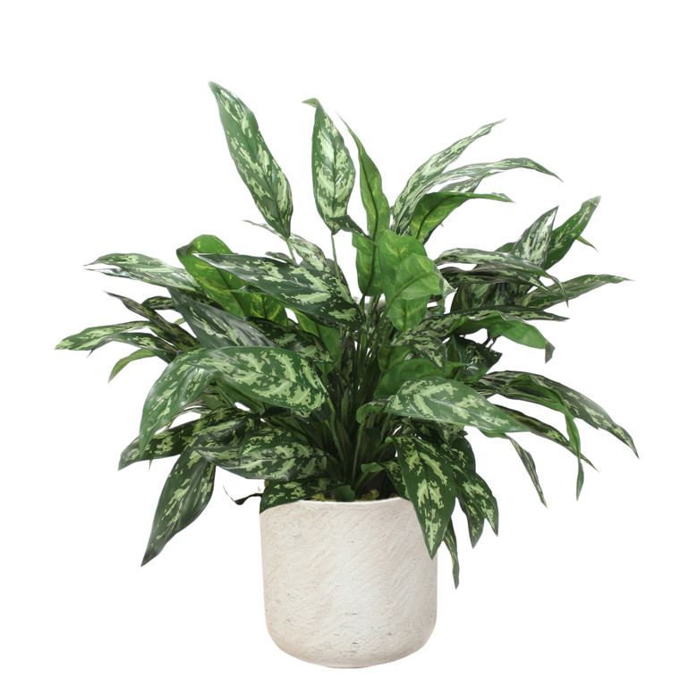 Silver Queen Floor Plant in Grey Planter