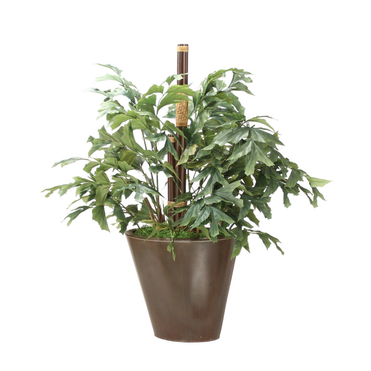 Fishtail Palm in Oval Leather Planter