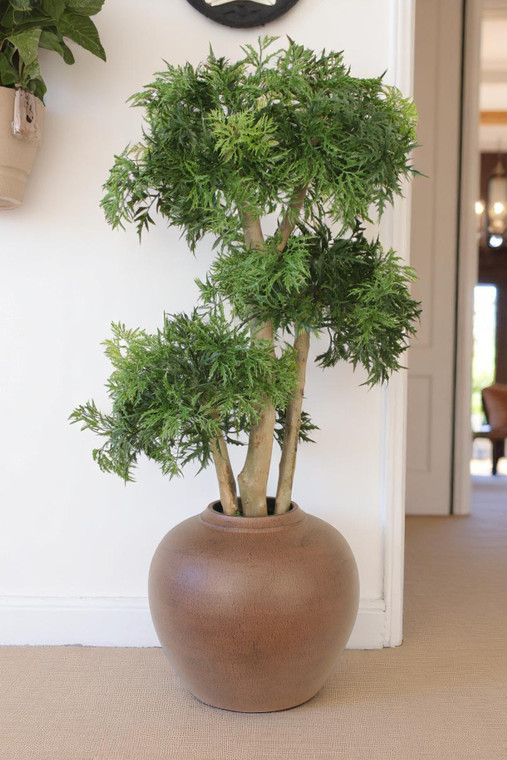 Ming Arailia Tree in Floor Planter