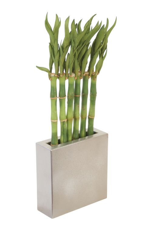 Bamboo in Metal Pewter Planter