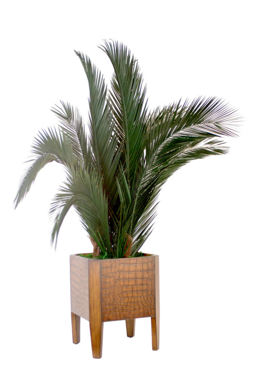 Preserved Phoenix Palm in Crocodile Planter
