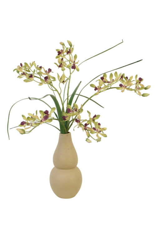 Green vanda Orchids in Rio Vase
