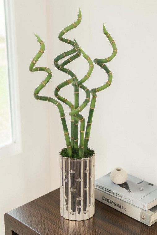 Curley Bamboo in Silver Bamboo Styled Vase