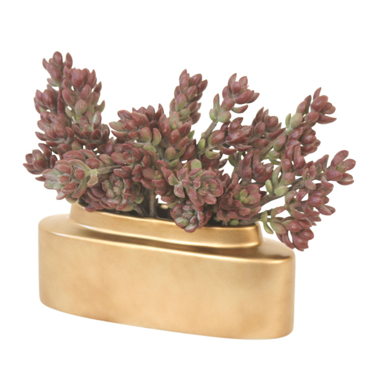 Sedum in Slim Gold Pot