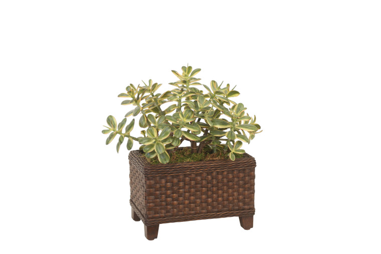 Jade Plant Rectangle Planter