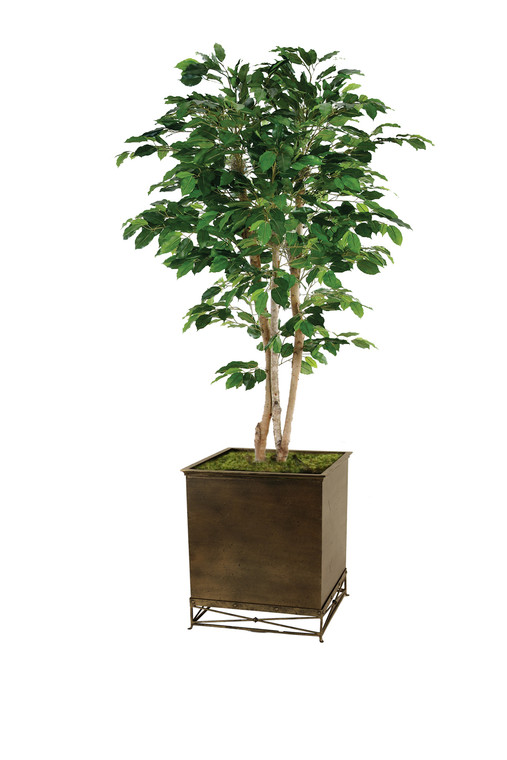 7' Deluxe Ficus Tree in Emery Planter