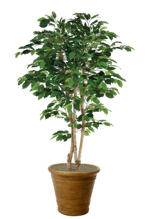 7' Deluxe Ficus Tree In Tuscan Brown Garden Pot