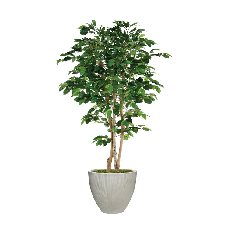 7' Deluxe Ficus Tree in Gray Planter