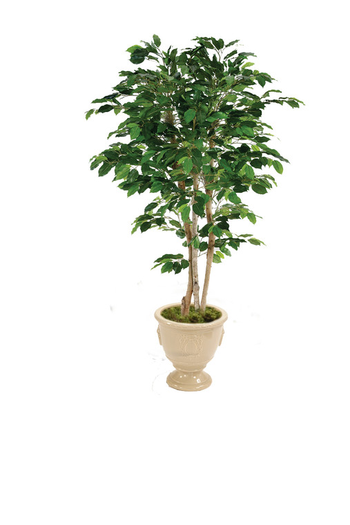 7' Deluxe Ficus Tree In Creamy Beige Planter