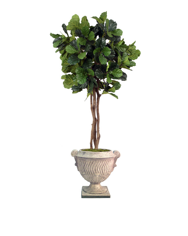 7.5' Fiddle Leaf Tree in  Stone Ellis Urn