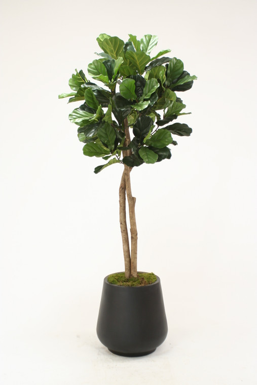 6' Fiddle Leaf Tree in Block Planter