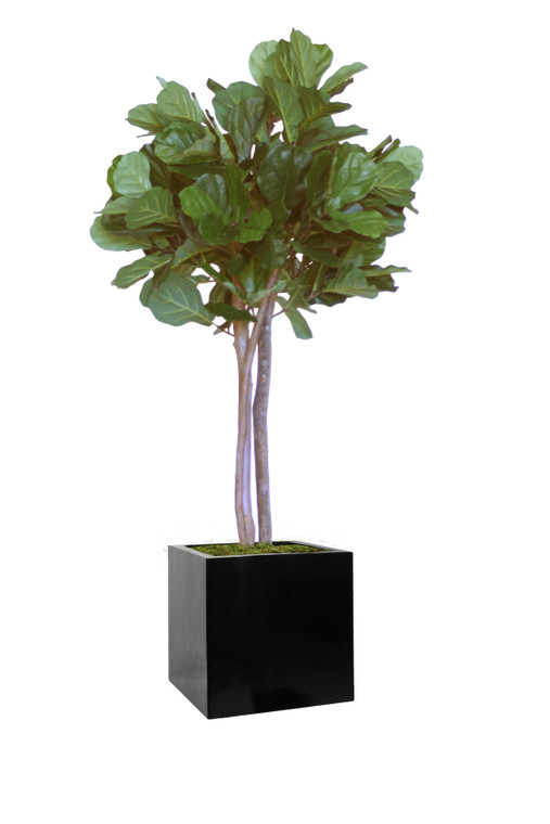 6' Fiddle Leaf Tree In Block Planter