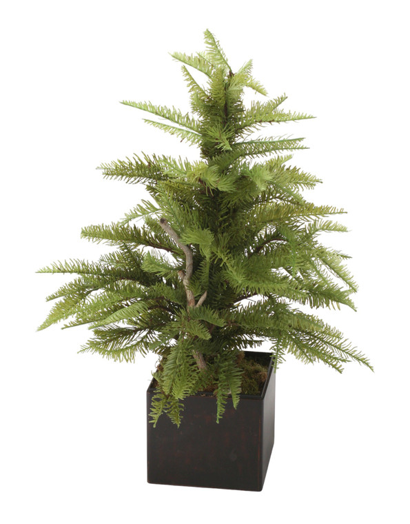Pine Fir Tree in Brown Box