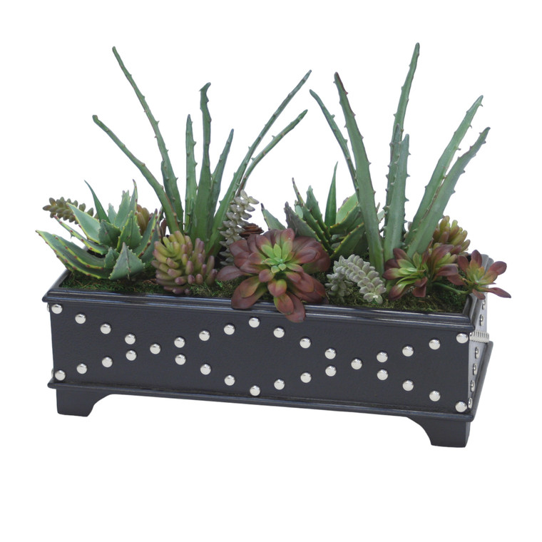 Succulent Garden in Black Leather Box