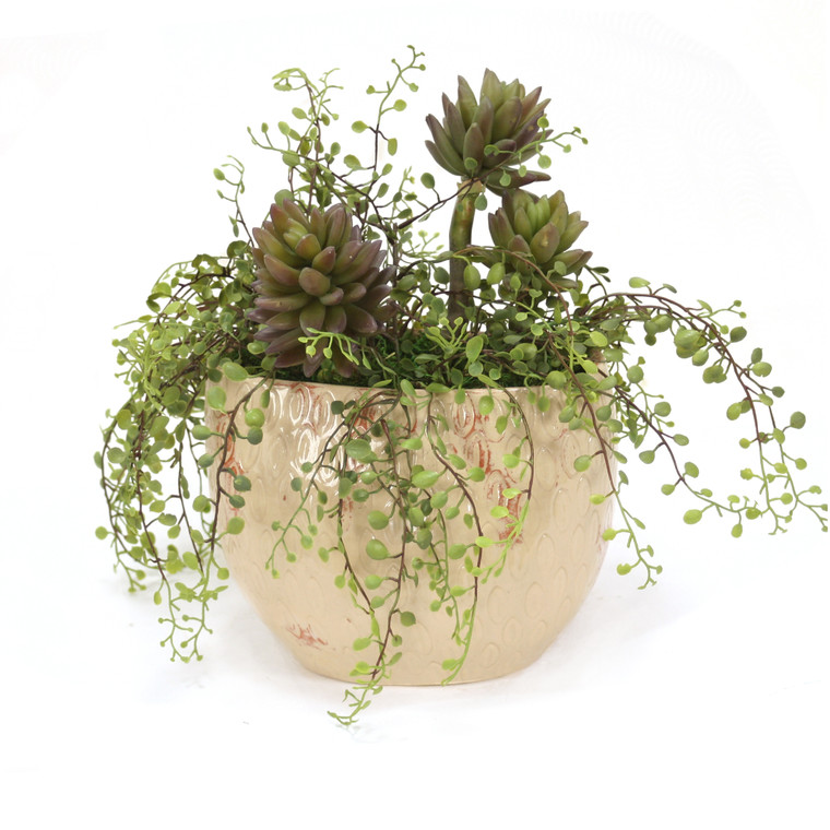 Succulents with Button Fern in Beige Planter