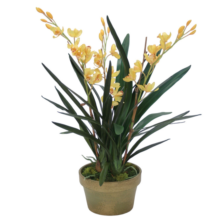 Yellow Cymbidium Orchids in Aged Pot