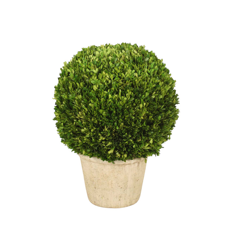 26" Round Boxwood in Terra Cotta Pot
