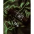 The Pretty Cult Roll-On Perfume: Forest Witch