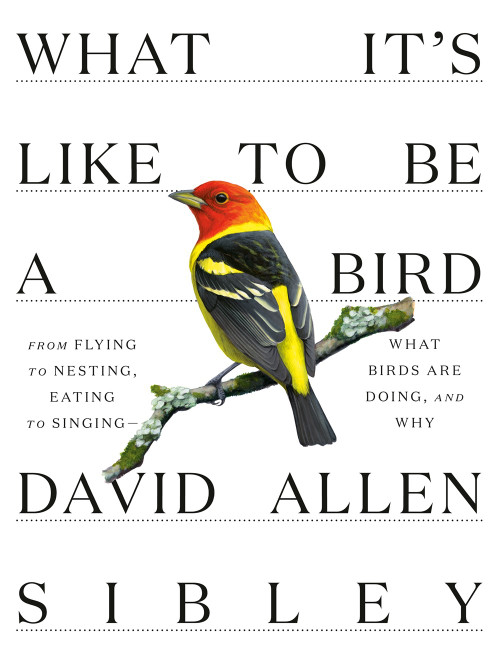 What It's Like to Be a Bird by David Allen Sibley