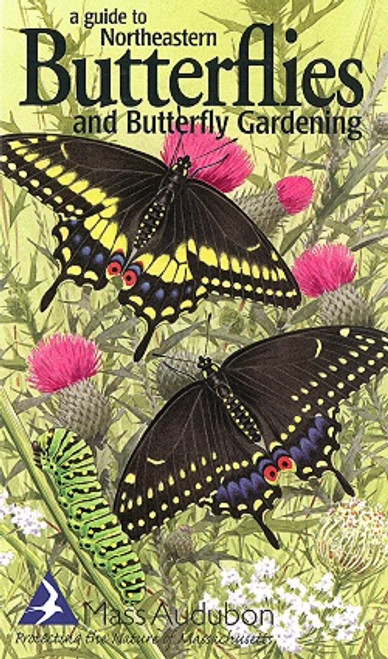 A Guide to Northeastern Butterflies and Butterfly Gardening