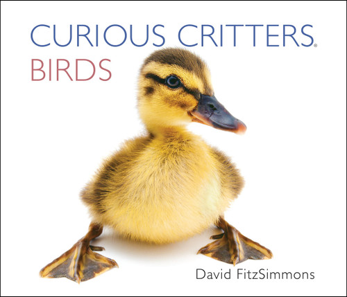 Curious Critters Birds Board Book