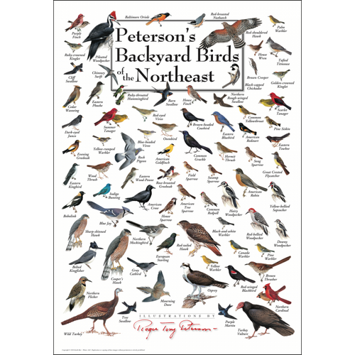 Peterson's Backyard Birds of the Northeast Poster