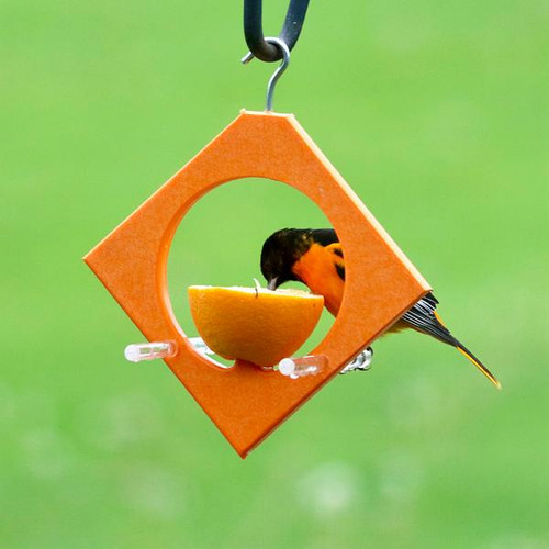 Fruit Feeder for Orioles