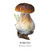 Mushrooms Memory Game Mushrooms Memory Game