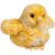 Chick