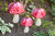 Set of Three Garden Mushroom Spinners