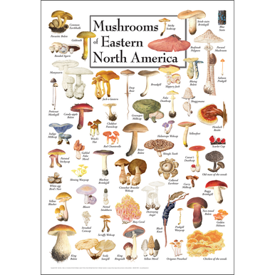 Poster: Mushrooms of Eastern NA - Mass Audubon Shop