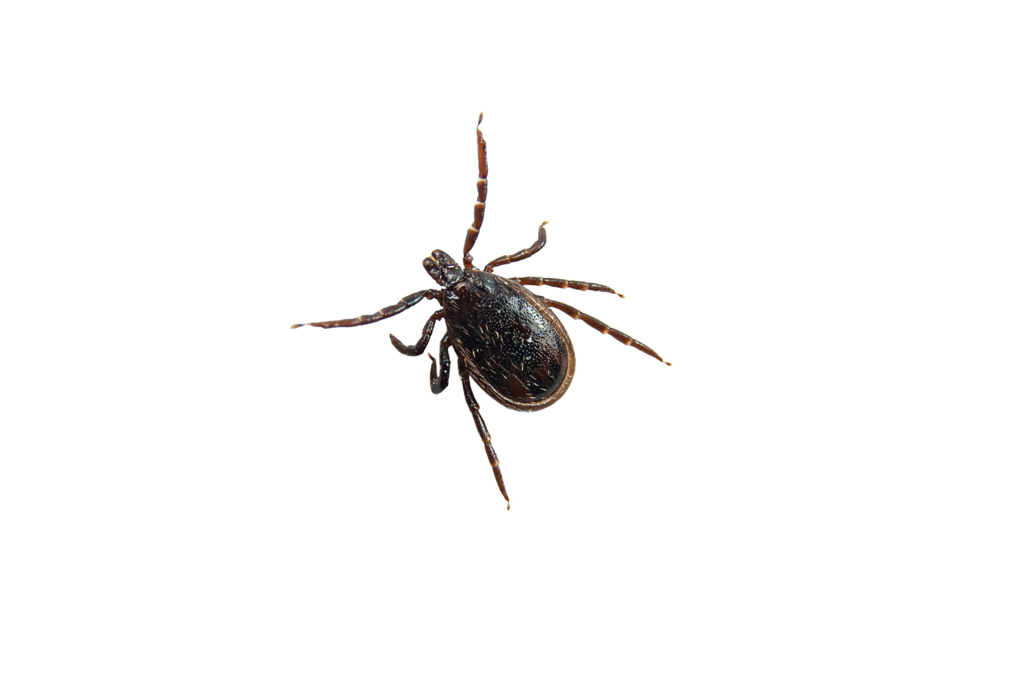 castor-bean-tick-male-isolated-on-white-backgrou-2021-12-09-20-02-18-utc.jpg