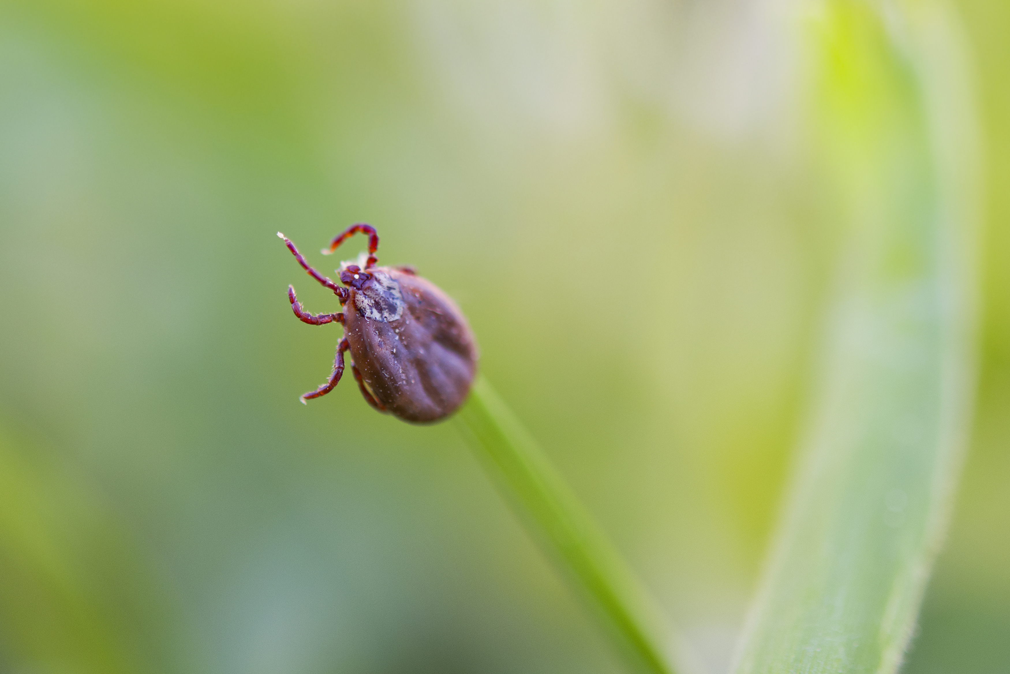 Tick on grass