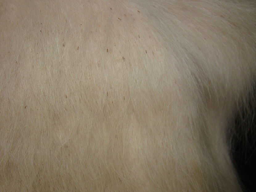 lice-infection-holstein-male-calf-kotra-fall2008-halajian3-2-.jpeg